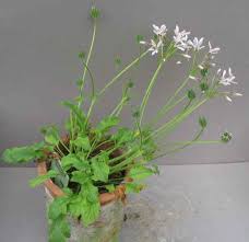 Image result for Pelargonium alchemilloides