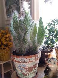We did not find results for: Cactus Plant Prickly Pear Snow This Cactus Is Actually Very Soft And Fuzzy Cactus Plants Plants Cactus