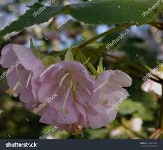 Image result for Dombeya burgessiae