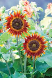From Dwarf Types That Fit In Pots To Huge 15 Footers Discover Sunflowers Varieties Of All Shapes And Sizes Red Sunflowers Small Sunflower Growing Sunflowers