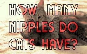 Like breast tumours in humans, the first sign of a mammary tumour in cats is a small but firm, moveable bump under the skin. How Many Nipples Do Cats Have Catwiki