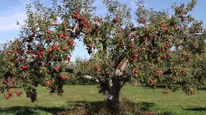We did not find results for: Fast Growing Fruit Trees For Sale Youtube