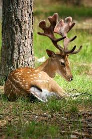 Relaxed And Content On The Forest Floor Animals Wild Fallow Deer