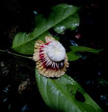 Image result for Napoleonaea angolensis