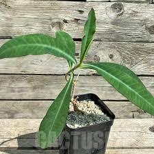 Image result for Stolzia kalkhof-roseae