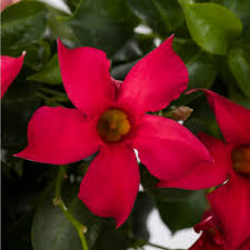 Image result for dipladenie hybrida rio obrázek