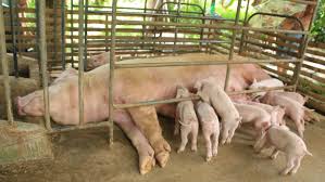 African swine fever emerged in domestic pigs in east africa from infection by warthogs early in the 20th century. Philippines Confirms Presence Of African Swine Fever Swine News Pig333 Pig To Pork Community