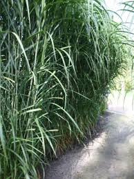 Riesen Chinaschilf Miscanthus Giganteus Aksel Olsen Elefantengras Im Topf Gras Bepflanzung Chinaschilf