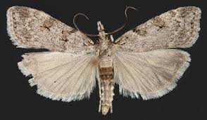 Image result for Scoparia subfusca