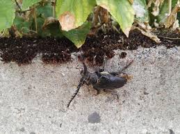 Die wichtigsten schwarzen käfer in haus und garten werden in dem folgenden ratgeber vorgestellt. Was Ist Das Fur Ein Grosser Kafer In Meinem Garten Insekten
