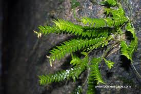 Pin Di Orchid Anggrek