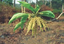 Image result for Terminalia bellirica