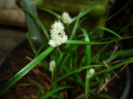 Image result for Kyllinga odorata