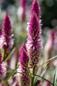 Celosia Spicata Photo By Sabiritip Tuin Inspiratie Tuin