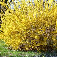 Forsythia Kumson Forsythia Pruning Shrubs Shrubs