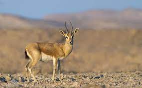 Discover more posts about nmrpm, frasi, amore, musica, mi manchi, citazioni, and gazzelle. Alarm Bells Ringing Persian Gazelle Facing Extinction Tehran Times