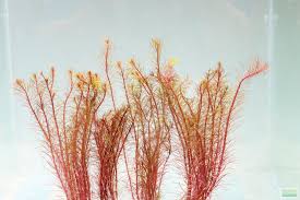 Image result for Rotala submersa