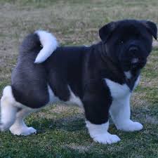 We did not find results for: Akita Sydney Home Facebook