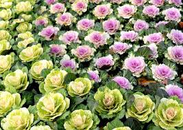 If this is edible kale, the yellow flowers are a sign that the plant is bolting. Flowering Kale The Coolest Cool Season Ornamental Here By Design