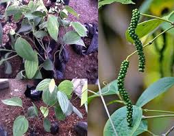 Cara menanam kacang hijau dengan mudah. Jual Bibit Tanaman Lada Perdu Lada Hitam Sahang Merica Di Lapak Herbaplant Bukalapak