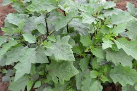 Image result for Solanum aethiopicum