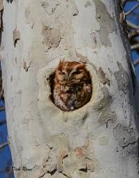 Screeching, hooting, sound, call.songsboth males and females sing. Year Of The Night Birds Prowling For Screech Owls Virginia Breeding Bird Atlas