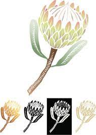 The Iconic National Flower Of South Africa Originating From The Cape Region Protea Art Africa Art Design South African Flowers