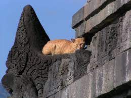 Temple Cat Cats Beautiful Cats Cats And Kittens