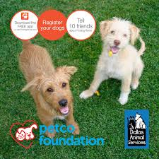 Dallas pride 2020 pet adoptions. Petco Love Lost Salvamento