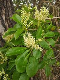 Image result for Terminalia phanerophlebia