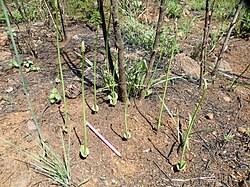 Image result for Eriospermum cecilii