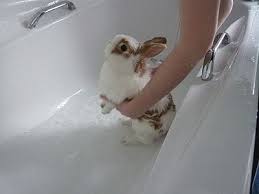 While bunnies are still young, it is important to check up on them regularly to ensure that their bottoms are clean. 19 Bunny Bath Time Ideas Bunny Rabbit Cute Animals