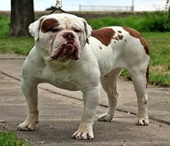 The olde english bulldogge originated in england between 1600 and 1700. Olde English Bulldogge Dog Breed