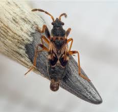 Image result for Scorodophloeus