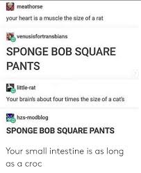 Check spelling or type a new query. Meathorse Your Heart Is A Muscle The Size Of A Rat Venusisfortransbians Sponge Bob Square Pants Little Rat Your Brain S About Four Times The Size Of A Cat S Hzs Modblog Sponge Bob Square Pants