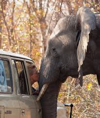 Oh How Wonderful For This Woman Maybe She Works With This Elephant In A Safari Park Or Something Elephant Save The Elephants Animals Beautiful