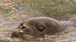 When animals find plastic refuse floating around in the ocean, they can mistake it for food and eat it. Marine Creatures Are Drowning In Plastic Waste