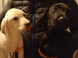 Dogs for sale in Ireland