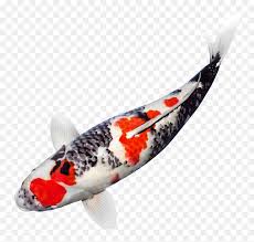 Japanese Koi Fish Png Png Download Koi Fish Transparent Background Png Download Vhv Find high quality koi fish clipart, all png clipart images with transparent backgroud can be download for free! japanese koi fish png png download