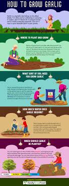 But if the dense population of vegetables or plants is grown, the amount will be as: How To Grow Garlic In Your Garden 2021 Easily Grow Food
