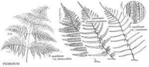 Image result for Dennstaedtiaceae
