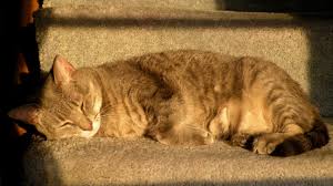 Cat care clinic of asheville. Meet The Cat Weirdos Helping Asheville S Felines