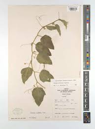 Image result for Cucumis aetheocarpus