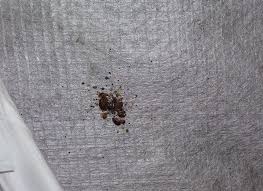 Image result for bed bugs droppings