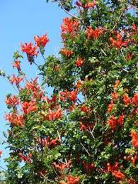 Image result for Hymenodictyon parvifolium