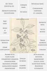 Essential Oil Spotlight Ho Wood Essential Oil Cinnamomum Camphora Ct Linalool A Essential Oils Aromatherapy Common Essential Oils Rosewood Essential Oil