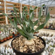 Image result for Albuca nigritana