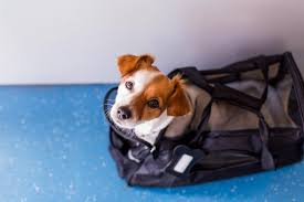 It mentions that your pet is free from any infections or diseases. What Are The Rules For Having Emotional Support Animals On Flights