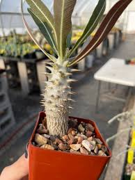 Image result for Euphorbia halipedicola