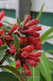 Image result for Cestrum elegans